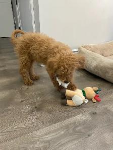 F1B Mini Goldendoodle Puppy - Photo 4