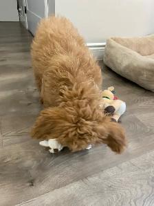F1B Mini Goldendoodle Puppy - Photo 5