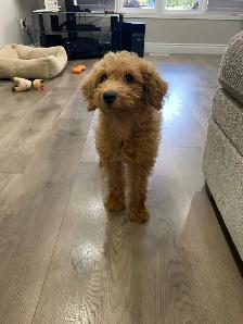 F1B Mini Goldendoodle Puppy - Photo 6