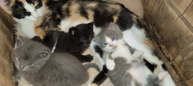Kitten for rehoming