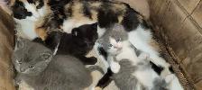 Kitten for rehoming