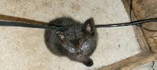 Kitten for rehoming - Photo 2