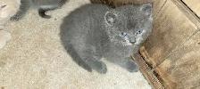 Kitten for rehoming - Photo 3
