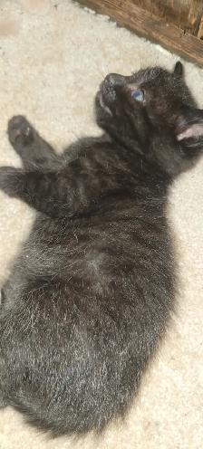 Kitten for rehoming - Photo 4
