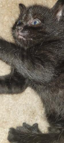 Kitten for rehoming - Photo 5