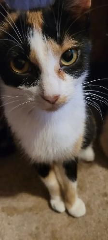 Kitten for rehoming - Photo 6