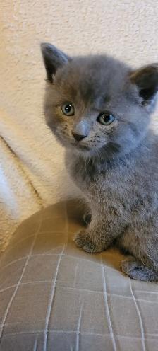 Kitten for rehoming - Photo 7