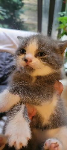 Kitten for rehoming - Photo 8