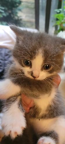 Kitten for rehoming - Photo 9