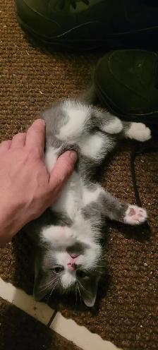 Kitten for rehoming - Photo 10
