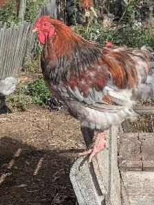 Trio Blue Partridge Wyandotte