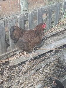 Trio Blue Partridge Wyandotte - Photo 3