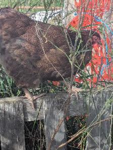 Trio Blue Partridge Wyandotte - Photo 5