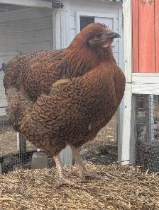 Trio Blue Partridge Wyandotte - Photo 6