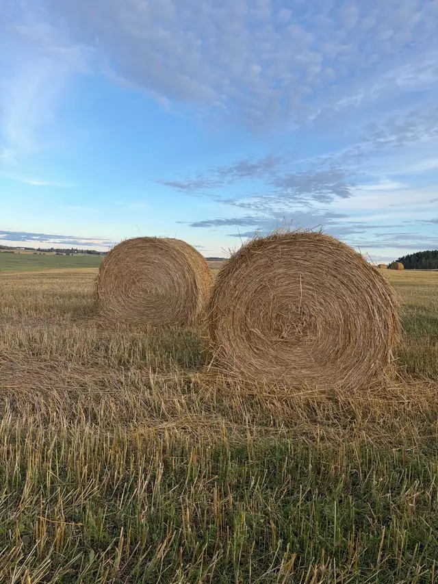 Oat greenfeed