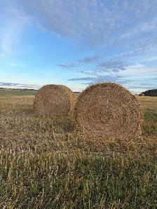 Oat greenfeed