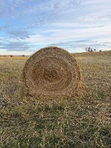 Oat greenfeed - Photo 2
