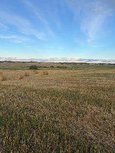 Oat greenfeed - Photo 3