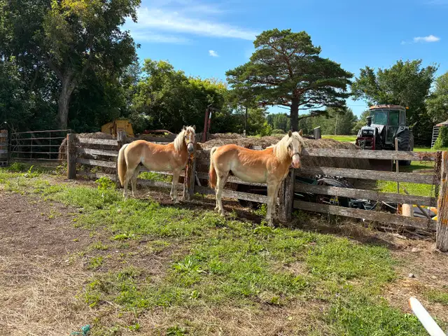Young Haflinger team