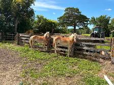 Young Haflinger team