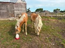 Young Haflinger team - Photo 2