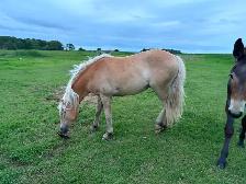 Young Haflinger team - Photo 3