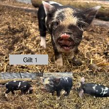 kunekune piglets