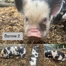 kunekune piglets - Photo 5