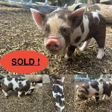 kunekune piglets - Photo 6