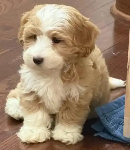 adorable male Maltipoo