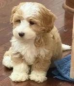 adorable male Maltipoo