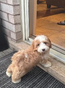 adorable male Maltipoo - Photo 2