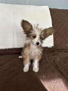 CHINESE CRESTED POWDER PUFF/PAPILLION PUPPIES AVAILABLE