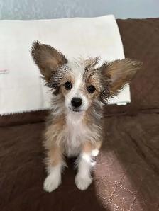 CHINESE CRESTED POWDER PUFF/PAPILLION PUPPIES AVAILABLE - Photo 3