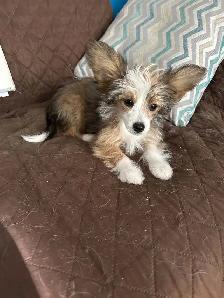 CHINESE CRESTED POWDER PUFF/PAPILLION PUPPIES AVAILABLE - Photo 4