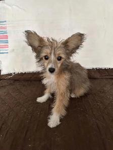 CHINESE CRESTED POWDER PUFF/PAPILLION PUPPIES AVAILABLE - Photo 5