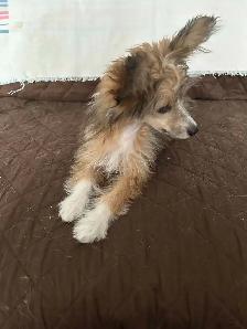 CHINESE CRESTED POWDER PUFF/PAPILLION PUPPIES AVAILABLE - Photo 6