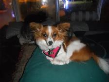 CHINESE CRESTED POWDER PUFF/PAPILLION PUPPIES AVAILABLE - Photo 7