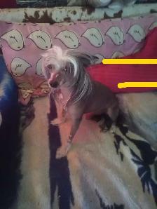 CHINESE CRESTED POWDER PUFF/PAPILLION PUPPIES AVAILABLE - Photo 8