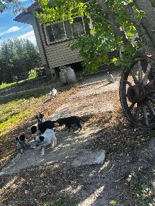 blue heeler cross pups