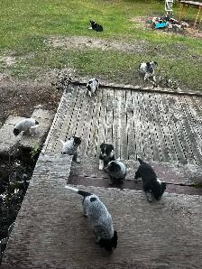 blue heeler cross pups - Photo 2