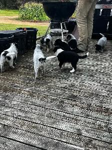 blue heeler cross pups - Photo 3