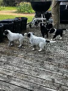 blue heeler cross pups - Photo 4