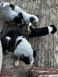blue heeler cross pups - Photo 5