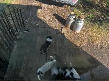 blue heeler cross pups - Photo 6