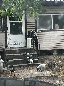 blue heeler cross pups - Photo 7
