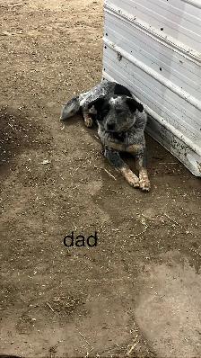 blue heeler cross pups - Photo 8