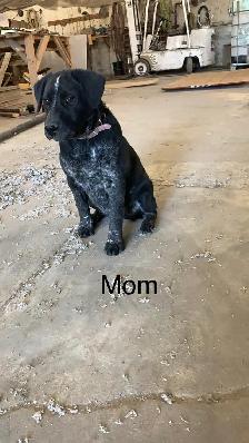 blue heeler cross pups - Photo 9