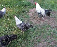 PUREBRED SILVER DEATHLAYER PULLETS - Photo 2