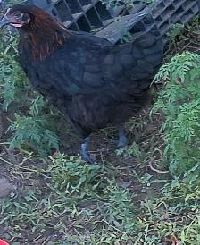 PUREBRED SILVER DEATHLAYER PULLETS - Photo 3